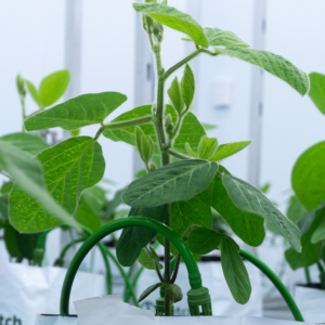 Plants grown in a controlled environment at CRIC Labs