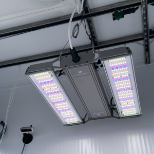 Plants grown under controlled lighting at CRIC Labs